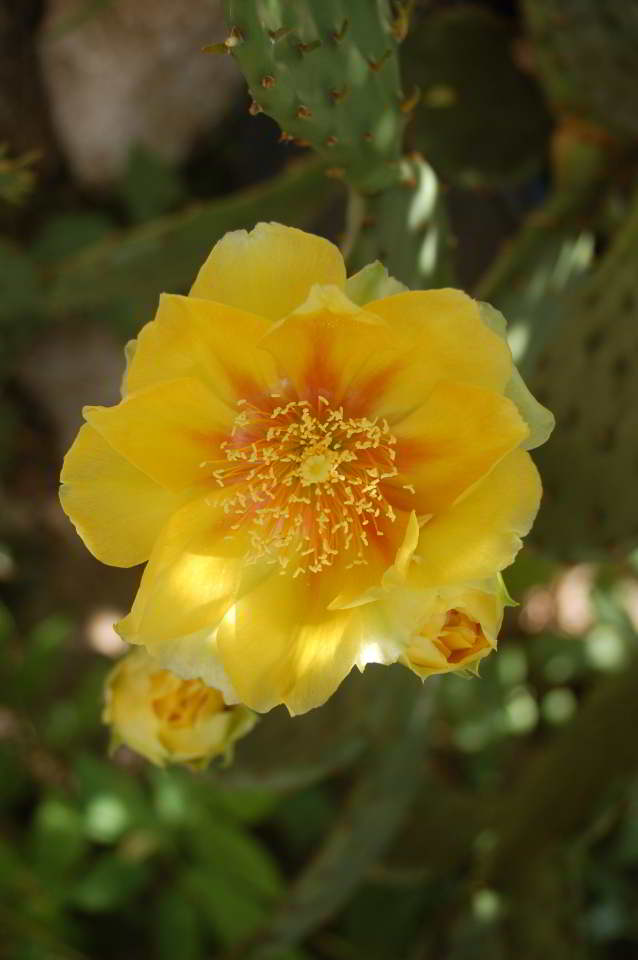 Kakteen & Sukkulente - Schönheiten der Natur